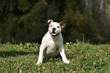 BOULEDOGUE AMERICAIN 261